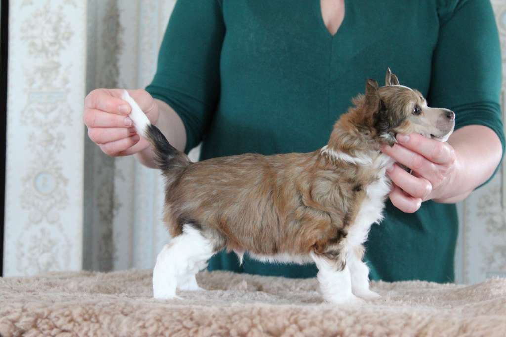 Nomilas Jackson Can you Feel It