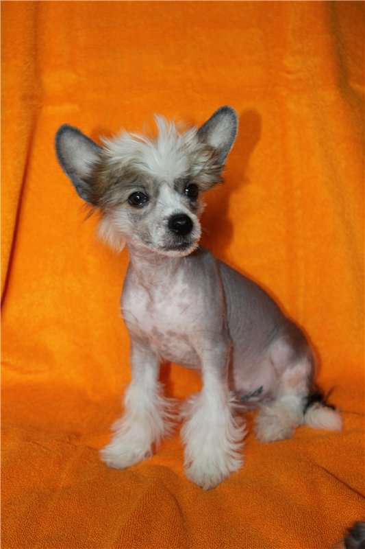 Ksolo Club Patritsiy