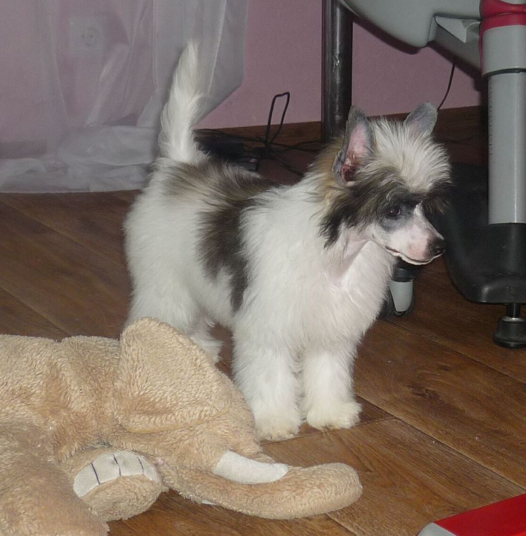 Legion of Dream Nolan Frost