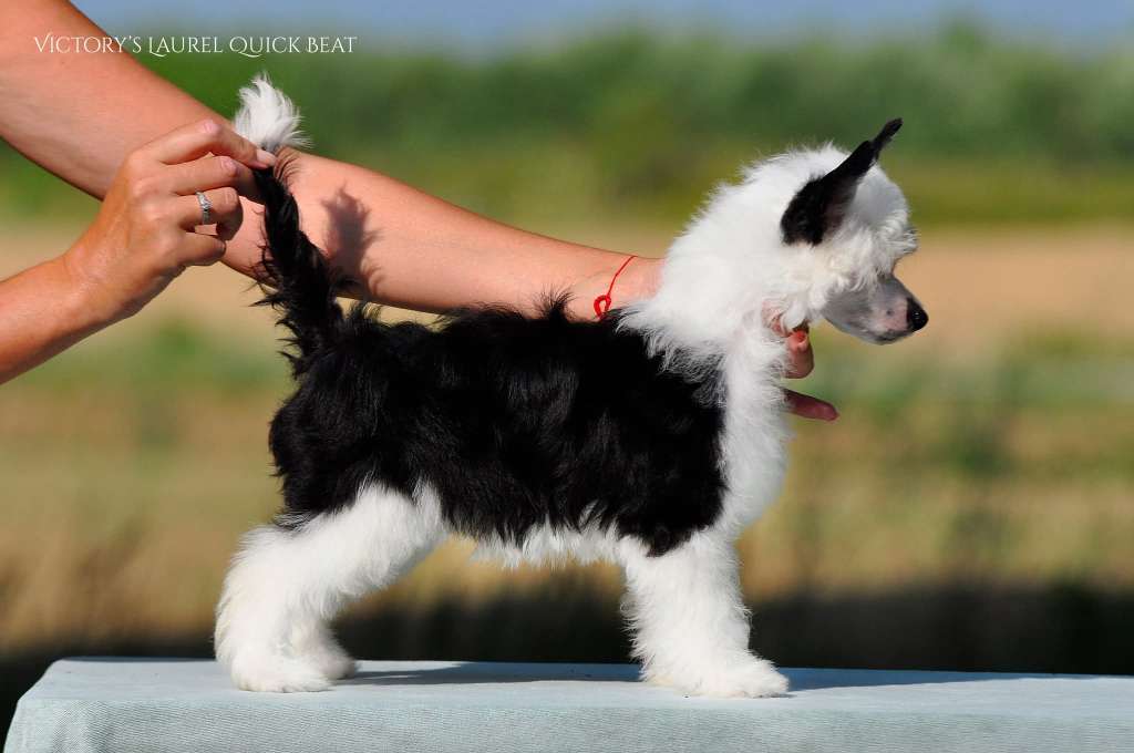 Victory's Laurel Quick Beat