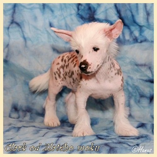 Clark od Zlatého moku