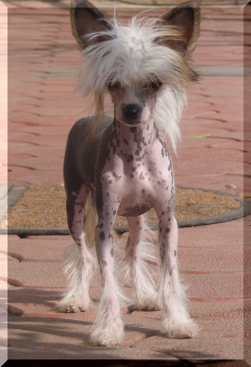 Fundoklia-Völgyi Kaszanics Bora-Bora