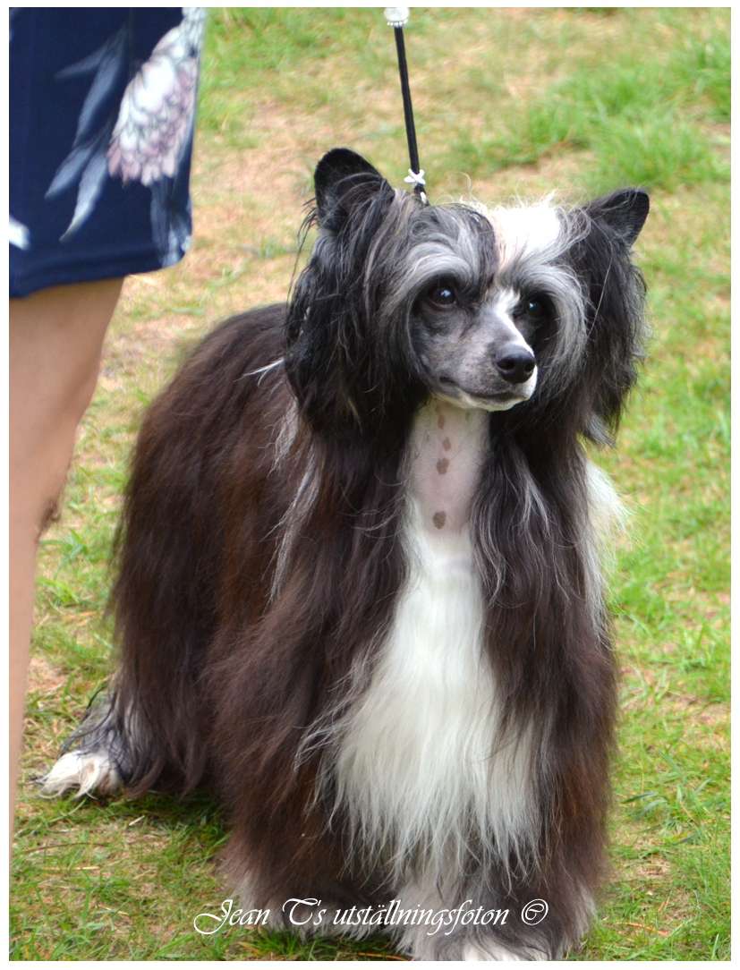 Lisar's Summer Edition