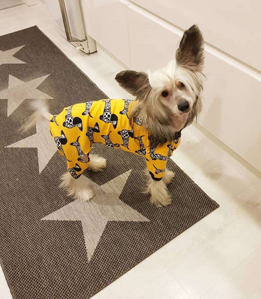 Old Chum's Something Special