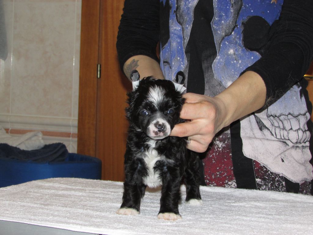 Dakotaroseblack Iris