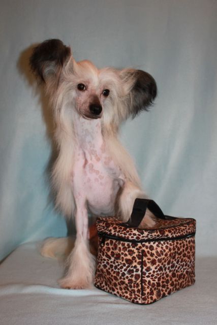 Gallurius Yes Lucky Lord