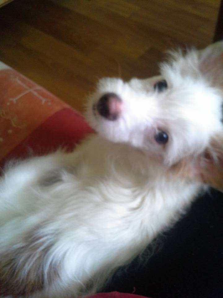 Diplomat Dron Garden Rosses