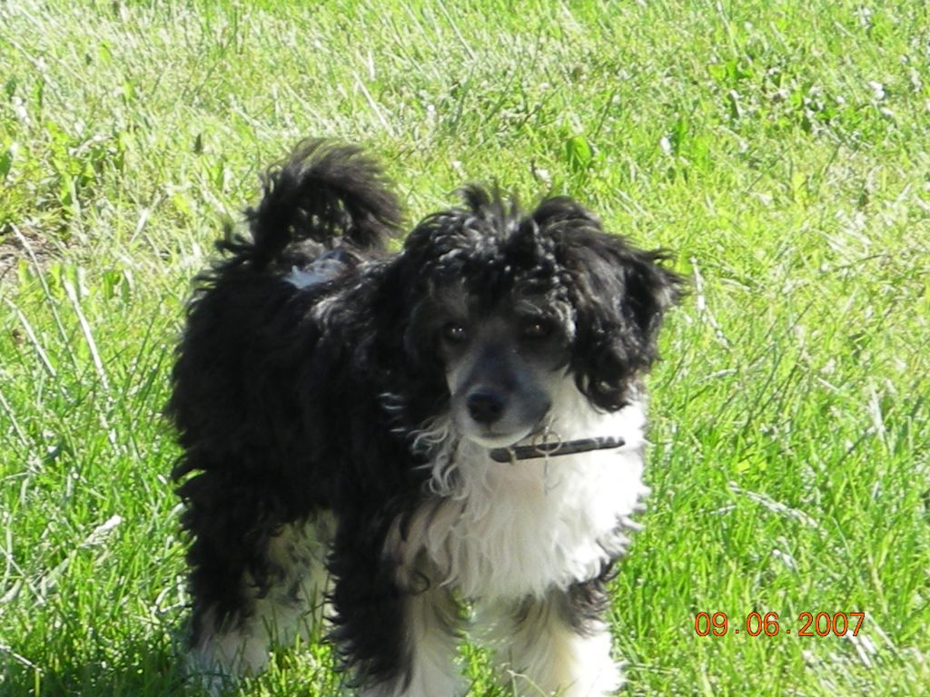 Stormcrest BlackAsNight