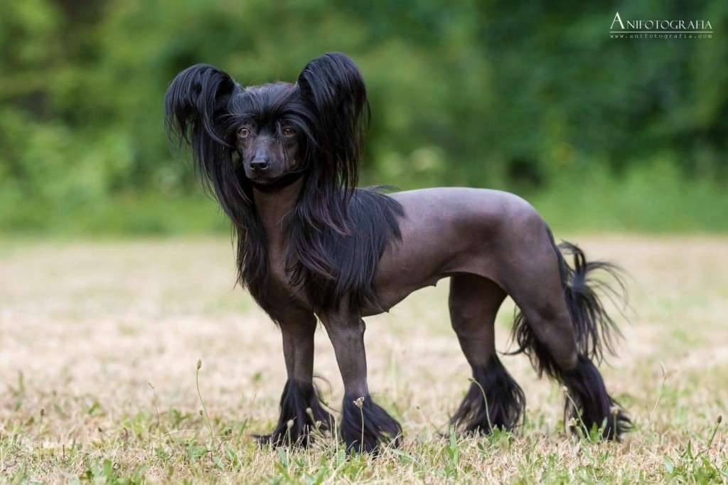 Persymona Super Ciapki