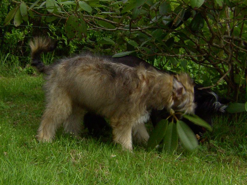 Xodix Chosen Magic Golden Star