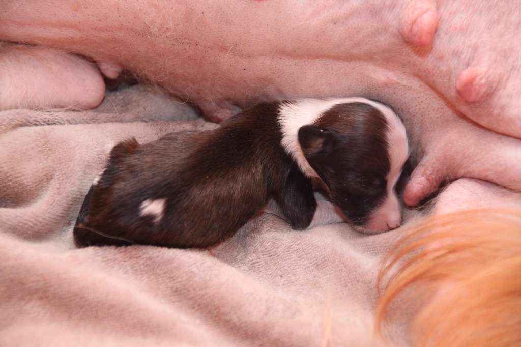 Qudamah Gladiator Diamond Place