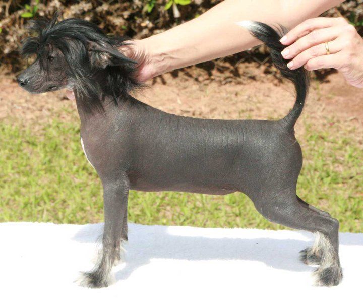 Hampton court's Party Lover at Legend