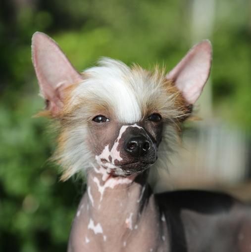 CH Crestline Wild Thing Maxwell