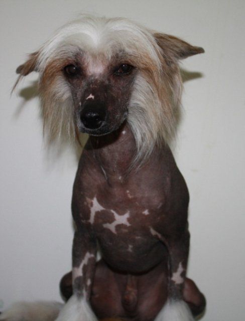 Kado Kitaiski Potselui Chardash