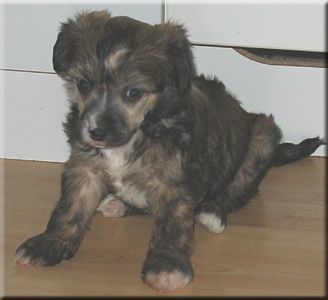 Marachinos Kasper The King