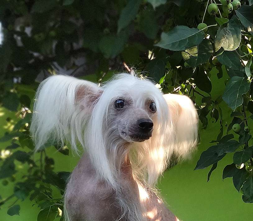 Naimuluna Line Jelannaya