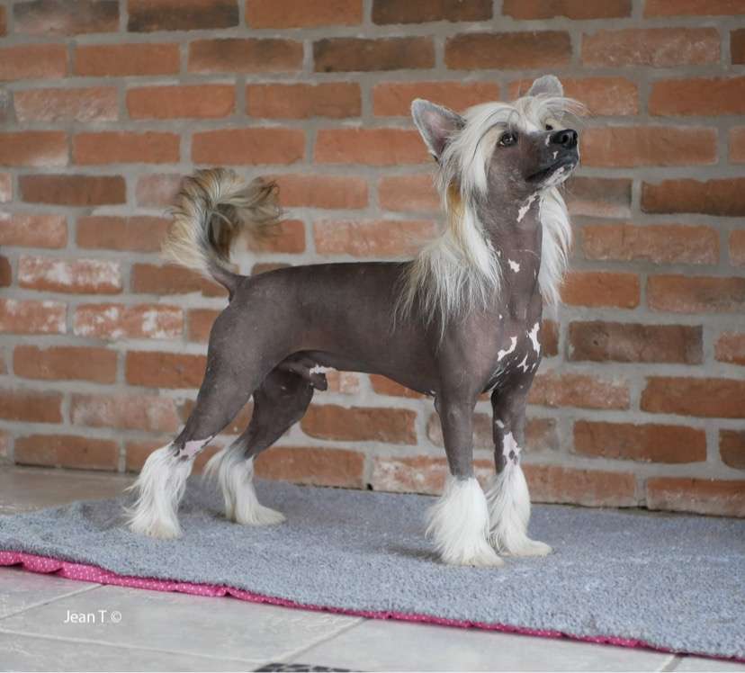 Proud Pony Extra Solo