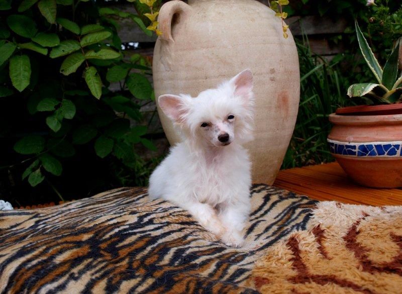 Suzie Q von Shinbashi