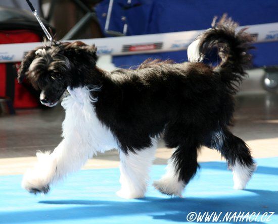 Nicco Kalis z Treste