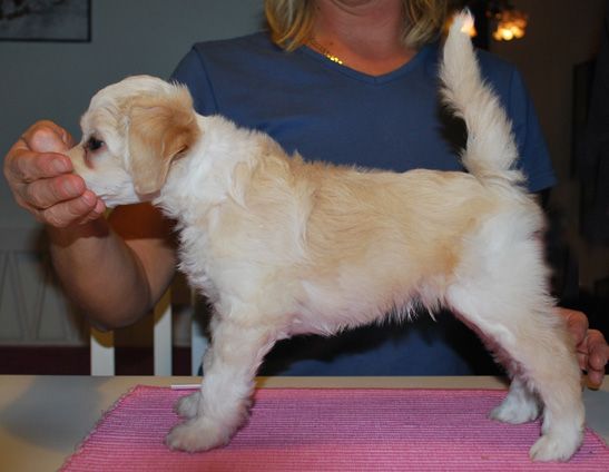 SandruS Drakkar Noir