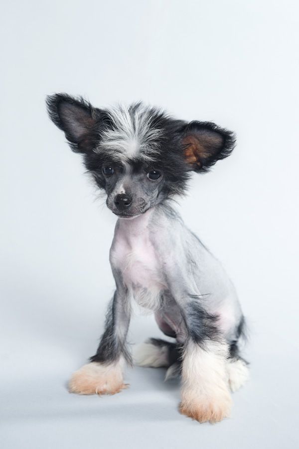 Shelcovij Shlejf  Sauvignon