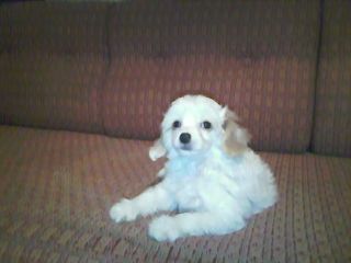 Kitty Blondi Magi Mitau