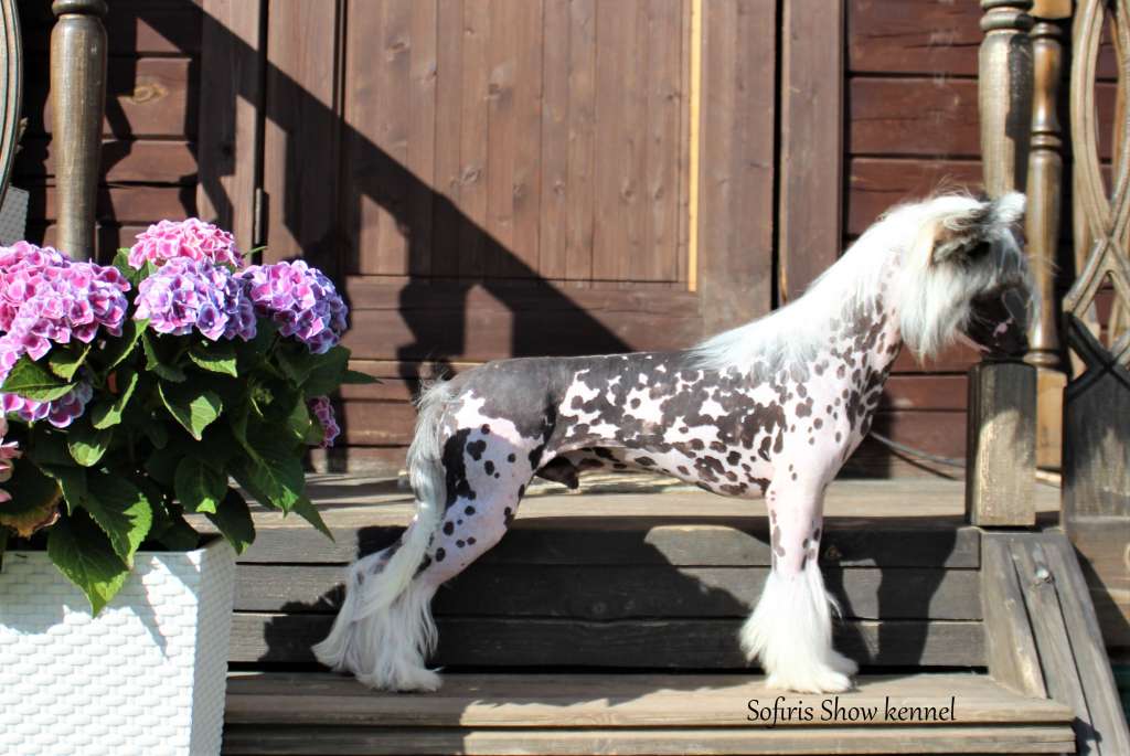 Sofiris Show Reflection Of Dream