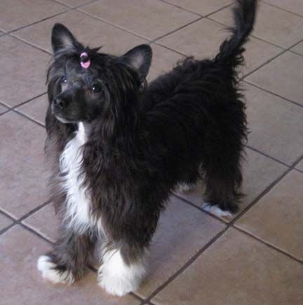 Jewels Eclipse of the Moon