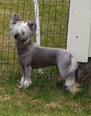 Beloved Crested Be My Girl