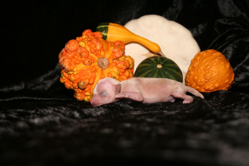 Ghost Rider Diamond Place