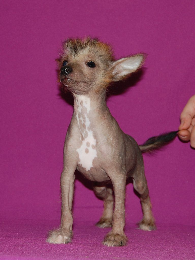 True Magnifisen Yucca