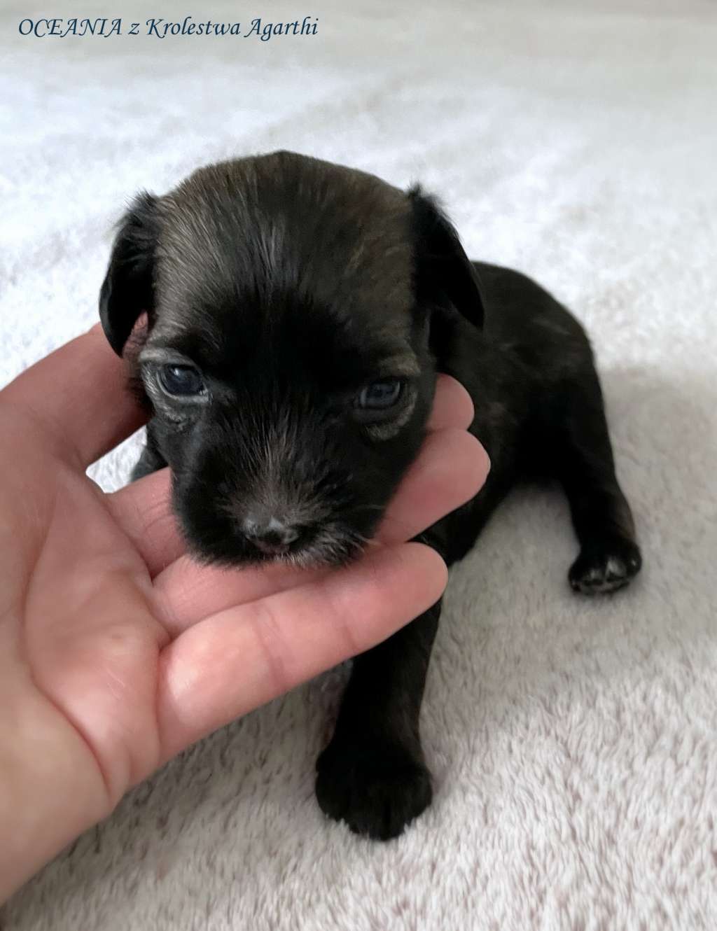 Oceania Z Krolestwa Agarthi Fci