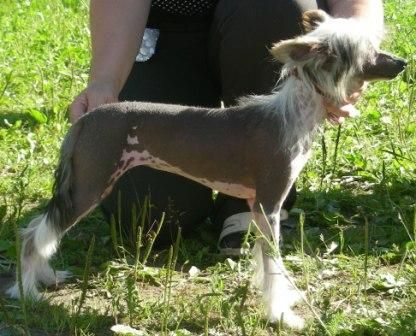 Elf Elen's Hrustalnaya Mechta