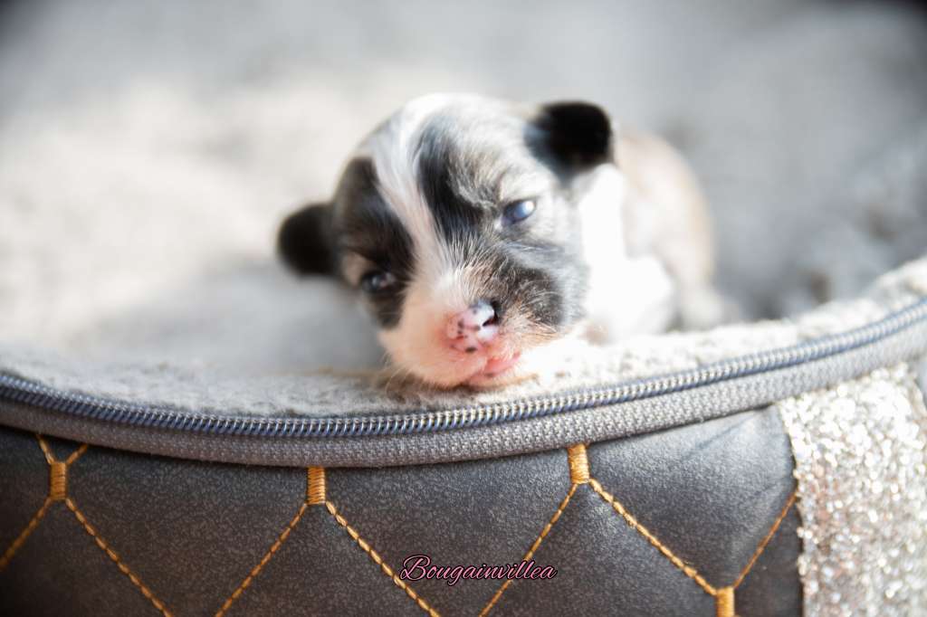 Bougainvillea von der Luisenwieke