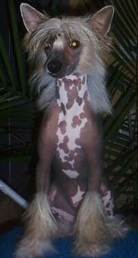 Tapscott's Cheza're Fully Exposed