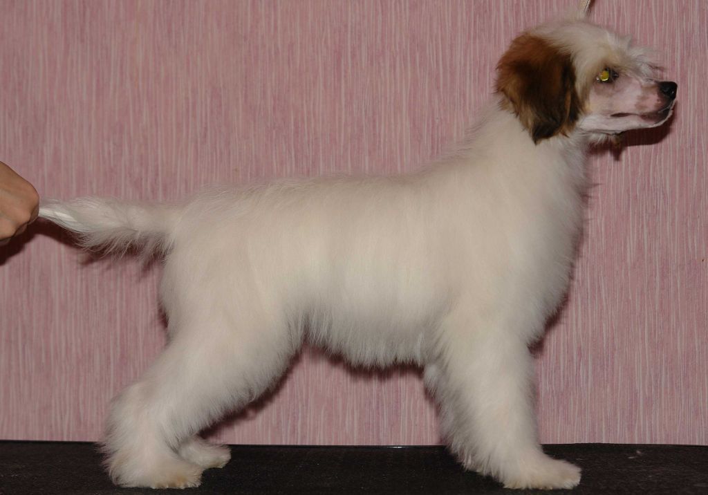 Bakkara iz Diamond Sity