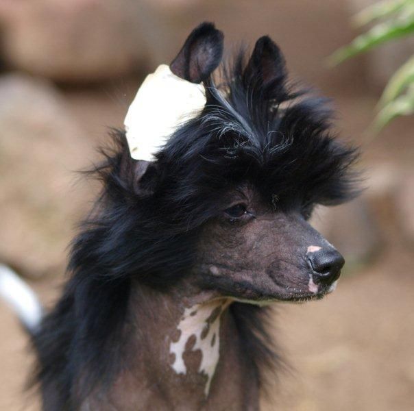 Rich & Royal von Shinbashi