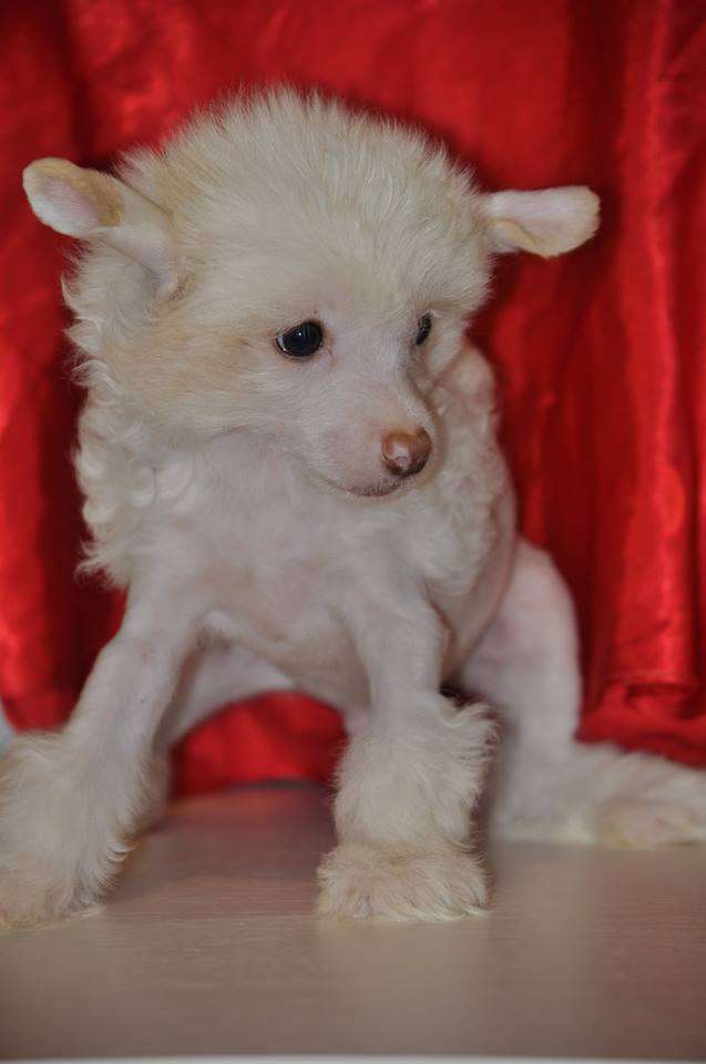 Zadornyi Luchik Dneprovskoye Solntse