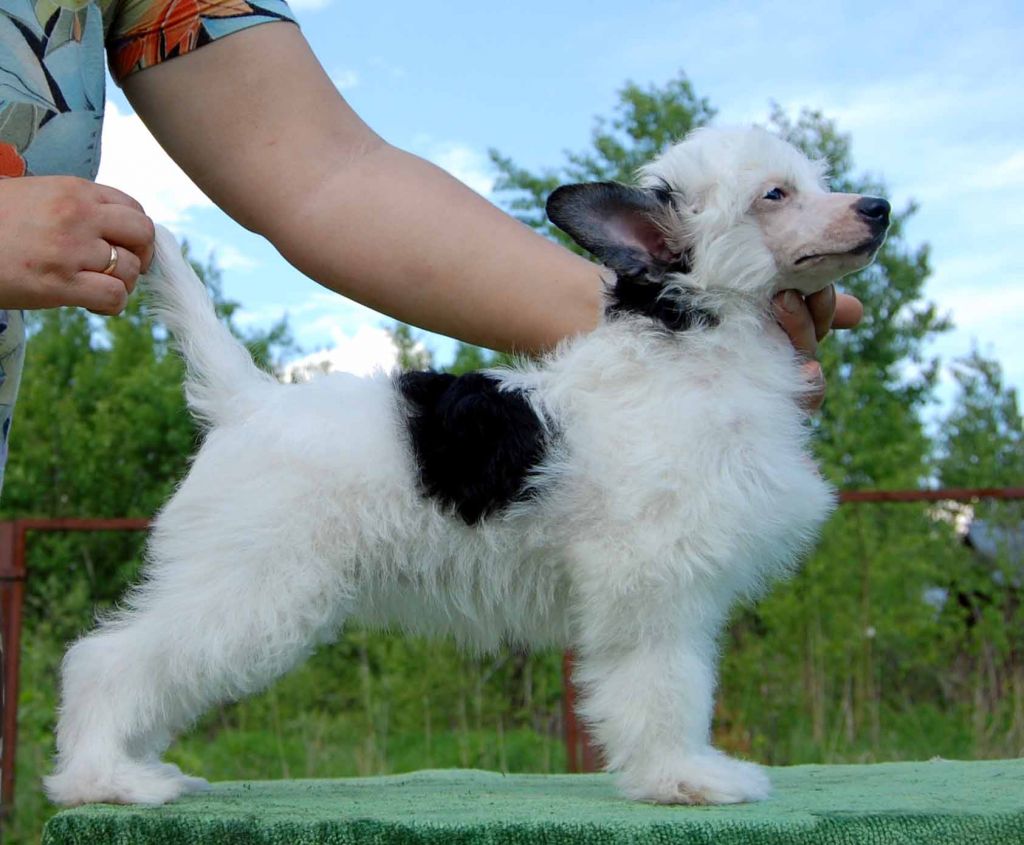 Gidaori Himalaya in the Sky 