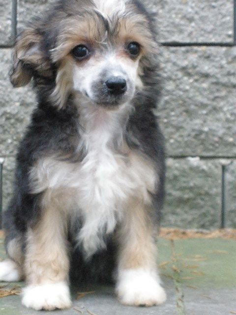 Premiere of Rossini  Al Maarii Sapphire