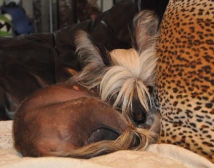 Dream Lovely Du Doux Mystère