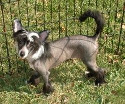 Bolak's Pheonix of BluSky