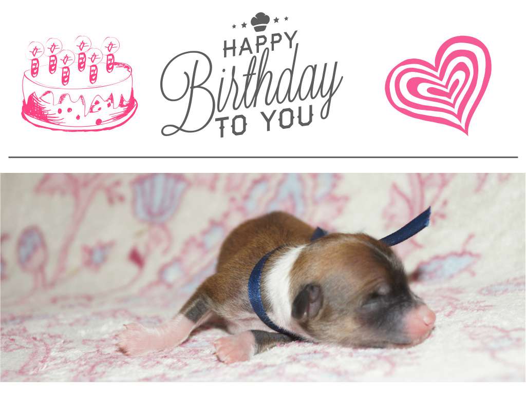 Komodare Arini Del Cor