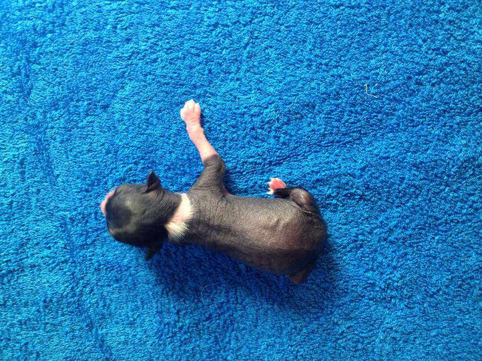 Fiery Fame Irvin Van Cleeff