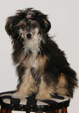 Crazy Little Diamond Miss Scarlet