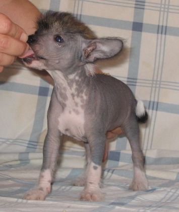 Bozo Gang's Jubilant Journey