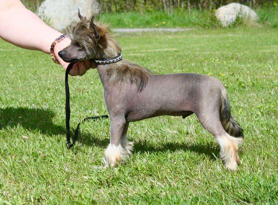 Tournais No Rest For The Wicked