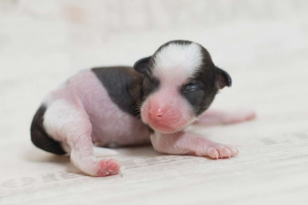 SoulSavers Charming Denver