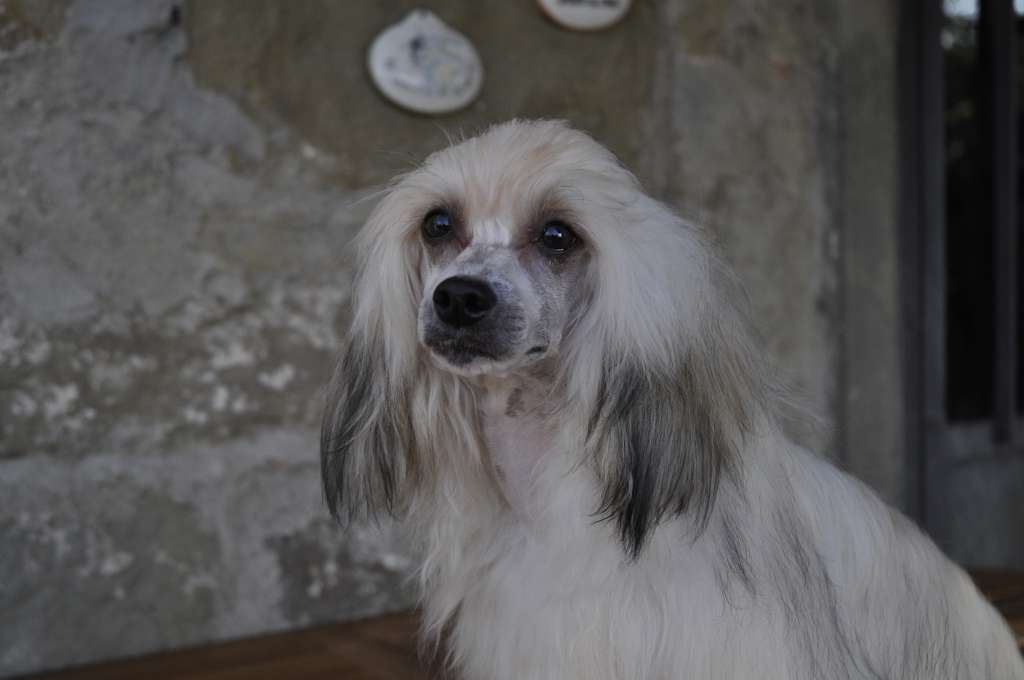 sean connery delle fate e dei folletti