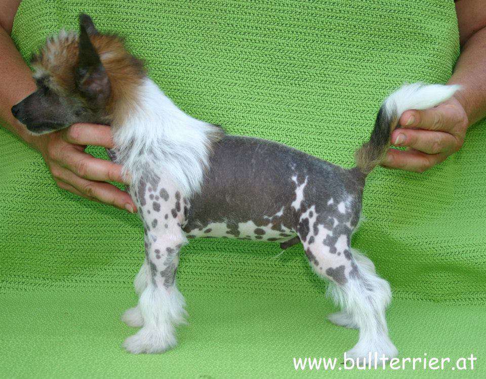 Laureola's Young Konfuzius